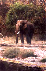 elephant-safari-711.png